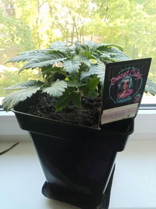 Sweet City Seeds. Week 2