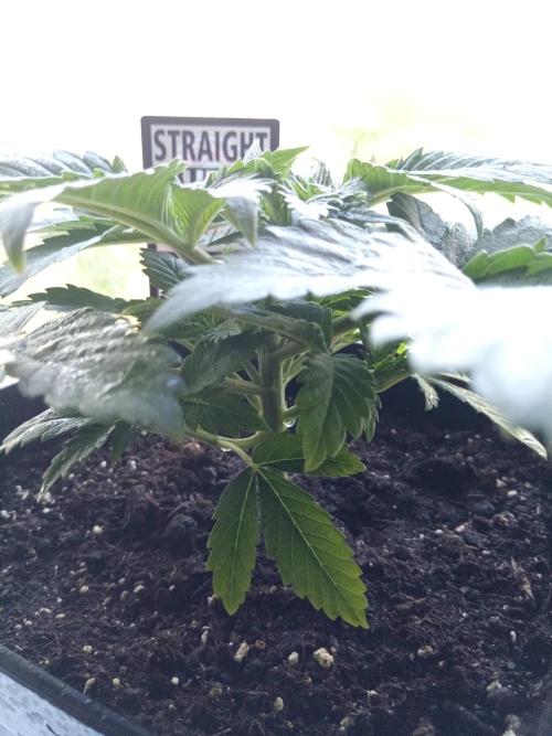 Sweet City Seeds. Week 2