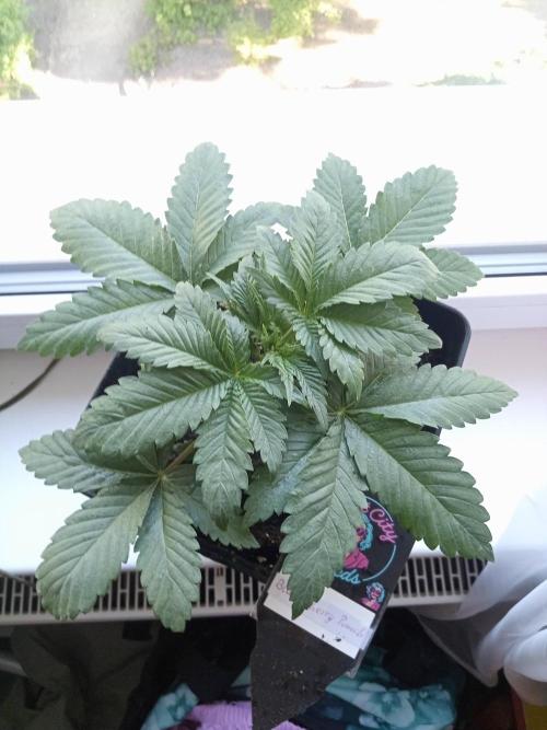 Sweet City Seeds. Week 2
