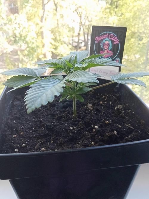 Sweet City Seeds. Week 2