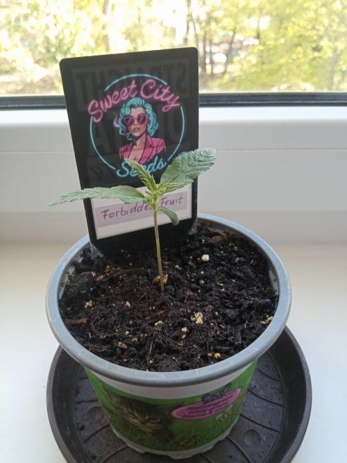 Sweet City Seeds. Week 1