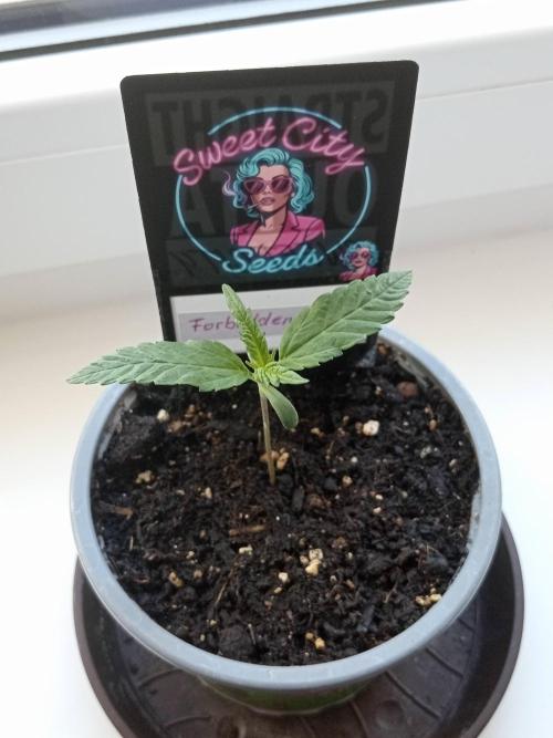 Sweet City Seeds. Week 1