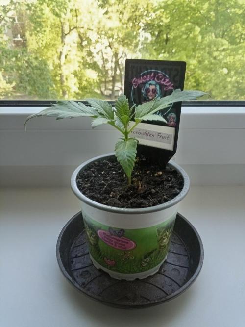 Sweet City Seeds. Week 1