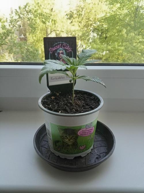 Sweet City Seeds. Week 1