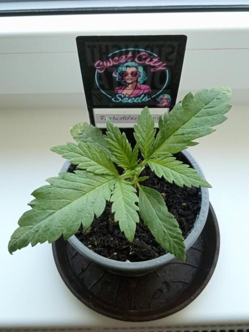Sweet City Seeds. Week 1