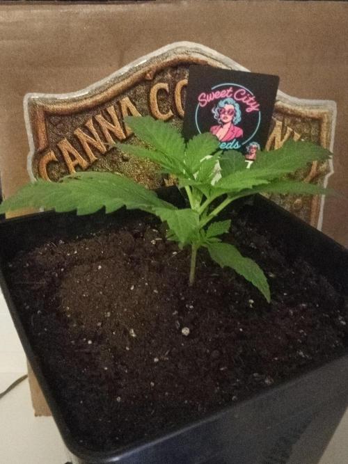 Sweet City Seeds. Week 2