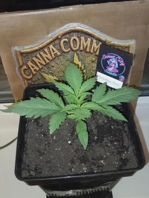 Sweet City Seeds. Week 2