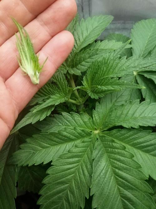Sweet City Seeds. Week 2
