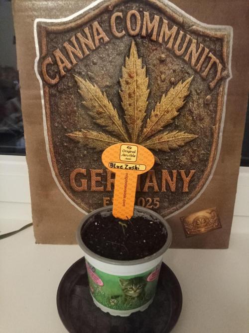 CCG OSS Projekt. Week 0