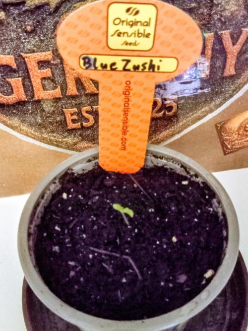 Blue Zenith. Week 0