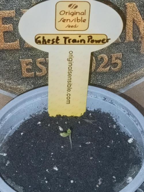Ghost Train Power. Week 0