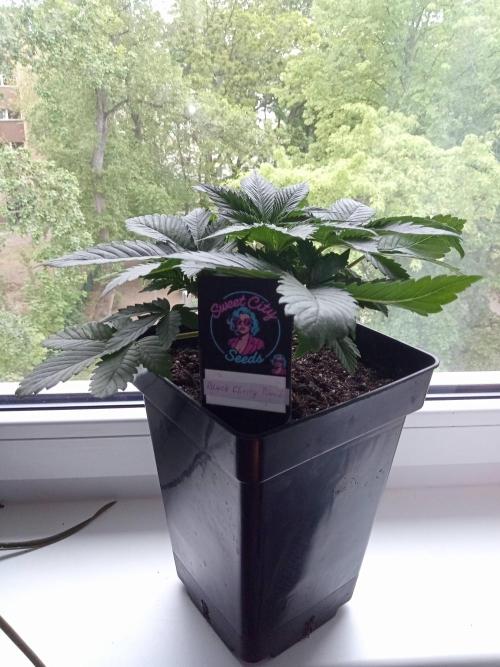 Sweet City Seeds. Week 3 - 21.
