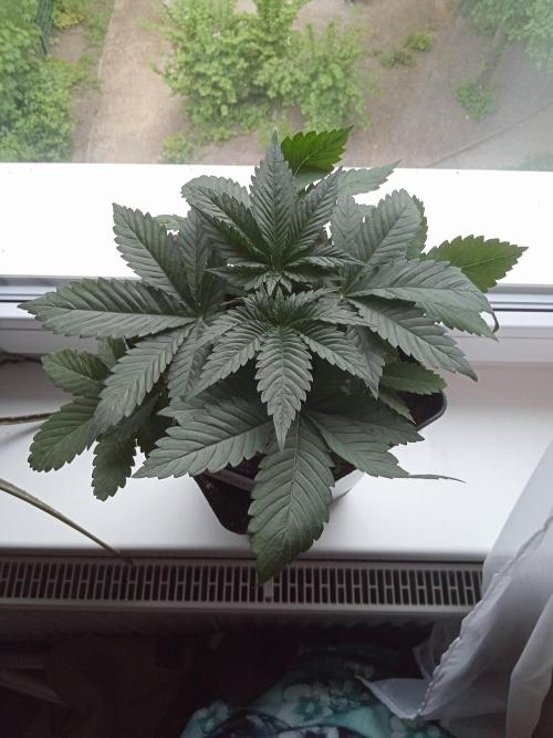 Sweet City Seeds. Week 3 - 21.
