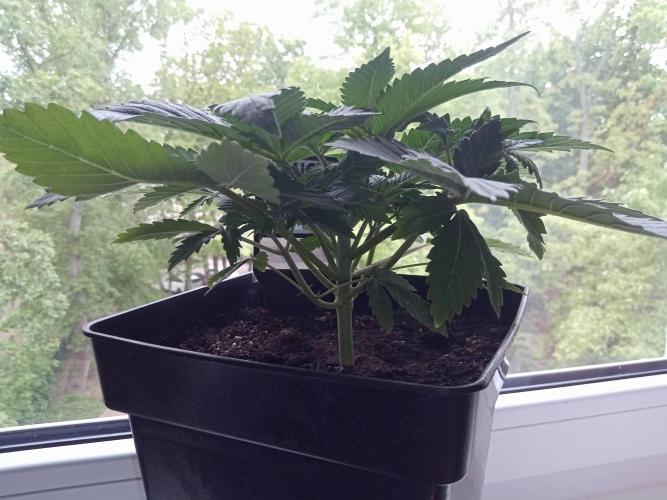 Sweet City Seeds. Week 3 - 21.