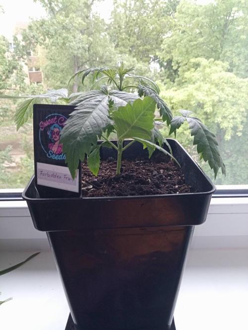 Sweet City Seeds. Week 2