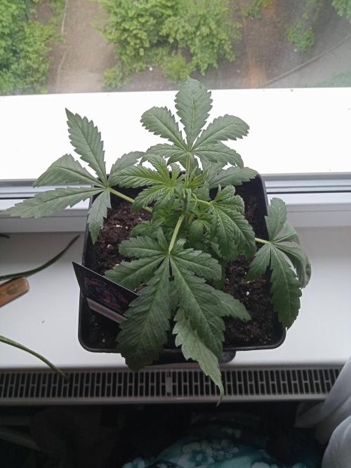 Sweet City Seeds. Week 2