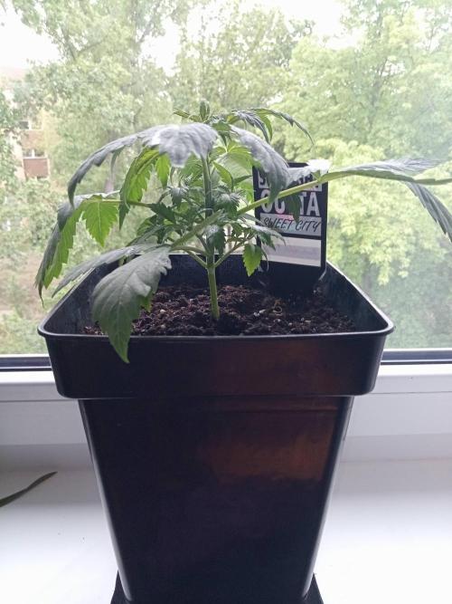 Sweet City Seeds. Week 2