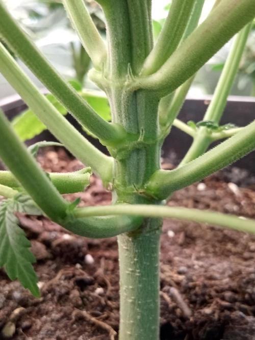 Sweet City Seeds. Week 3 - 27.