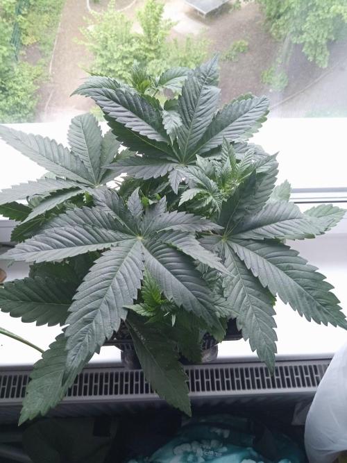 Sweet City Seeds. Week 3 - 25.