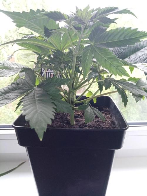 Sweet City Seeds. Week 3 - 25.