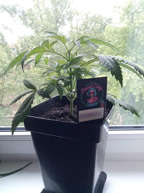 Sweet City Seeds. Week 3 - 21.