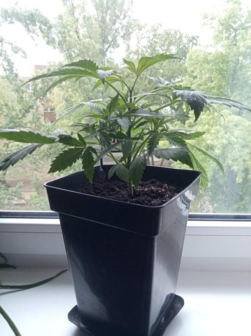 Sweet City Seeds. Week 3 - 21.