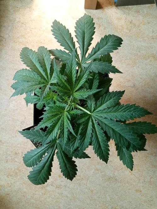 Sweet City Seeds. Week 3 - 21.