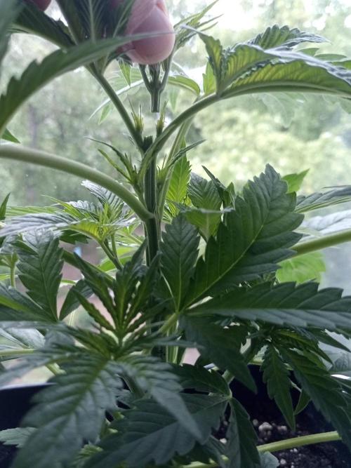Sweet City Seeds. Week 3 - 21.