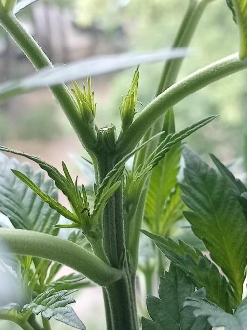 Sweet City Seeds. Week 3 - 21.