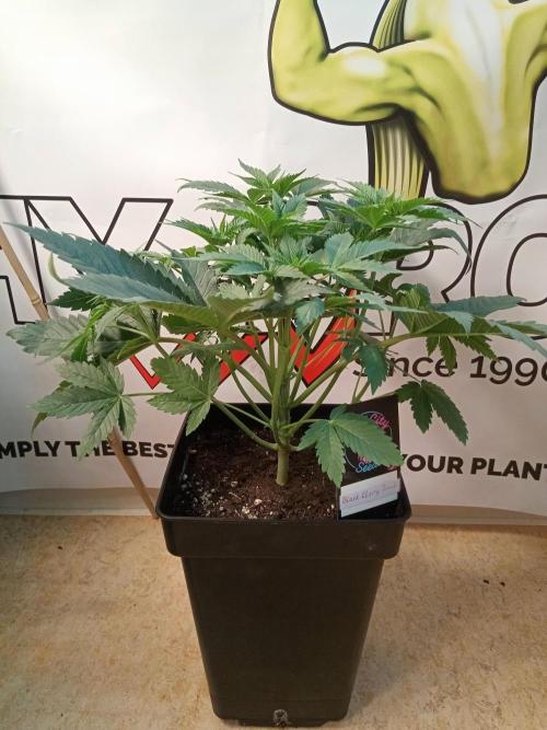 Sweet City Seeds. Week 4 - 28.