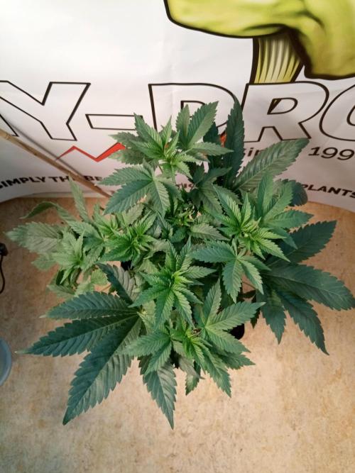 Sweet City Seeds. Week 4 - 28.
