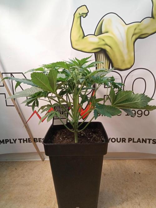 Sweet City Seeds. Week 4 - 28.