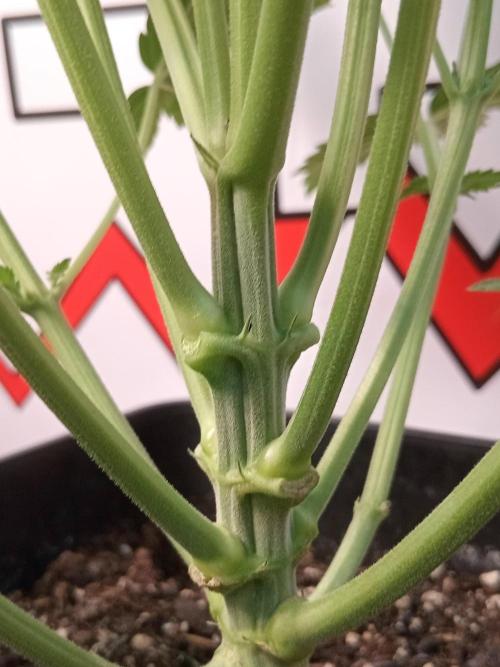Sweet City Seeds. Week 4 - 28.