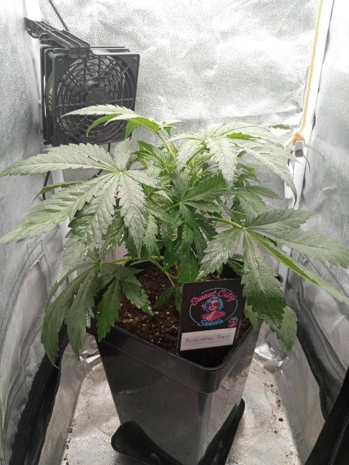 Sweet City Seeds. Week 3 - 25.