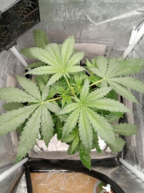 Sweet City Seeds. Week 3 - 25.