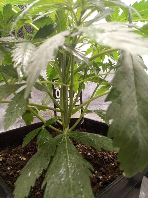 Sweet City Seeds. Week 3 - 25.