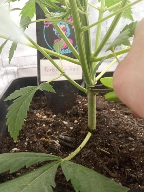 Sweet City Seeds. Week 3 - 26.