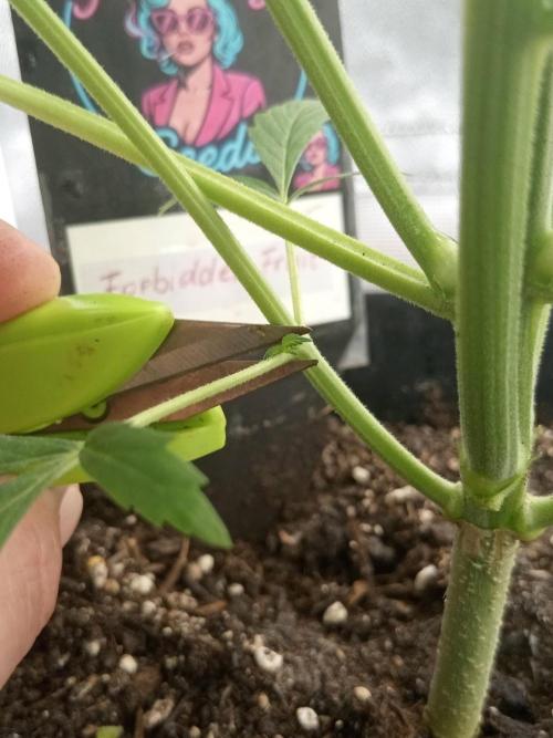 Sweet City Seeds. Week 3 - 26.