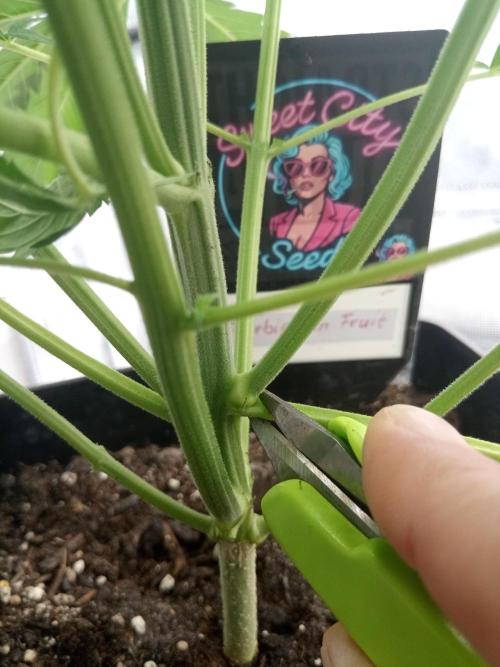 Sweet City Seeds. Week 3 - 26.