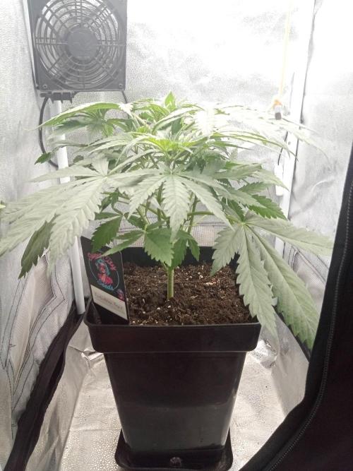 Sweet City Seeds. Week 3 - 26.