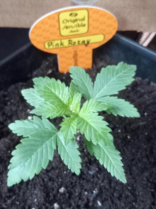 Pink Rozay. Week 2