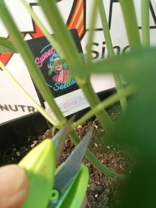 Sweet City Seeds. Week 4 - 33.