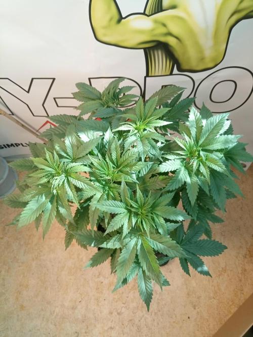 Sweet City Seeds. Week 4 - 33.