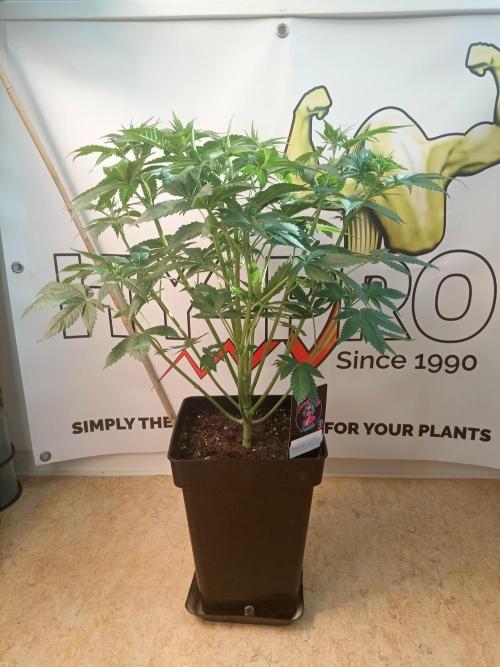 Sweet City Seeds. Week 5 - 35.