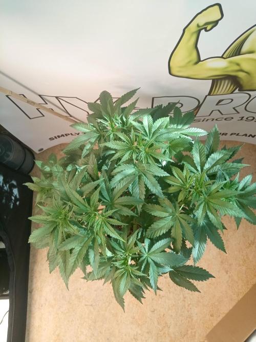 Sweet City Seeds. Week 5 - 35.