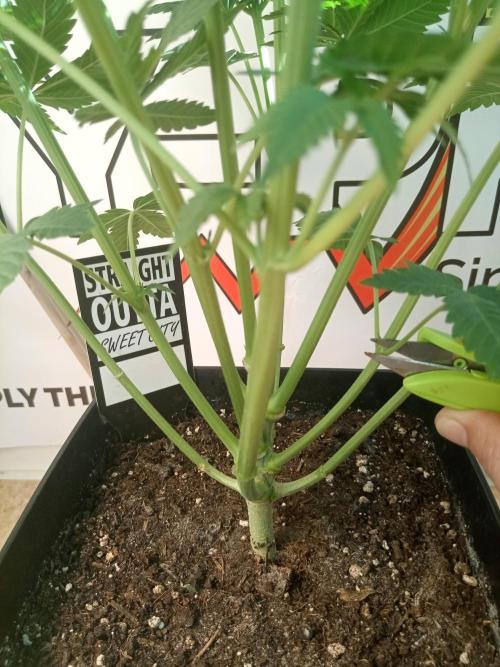 Sweet City Seeds. Week 5 - 35.