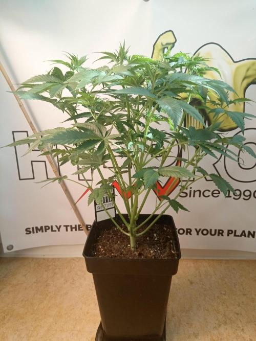 Sweet City Seeds. Week 5 - 35.