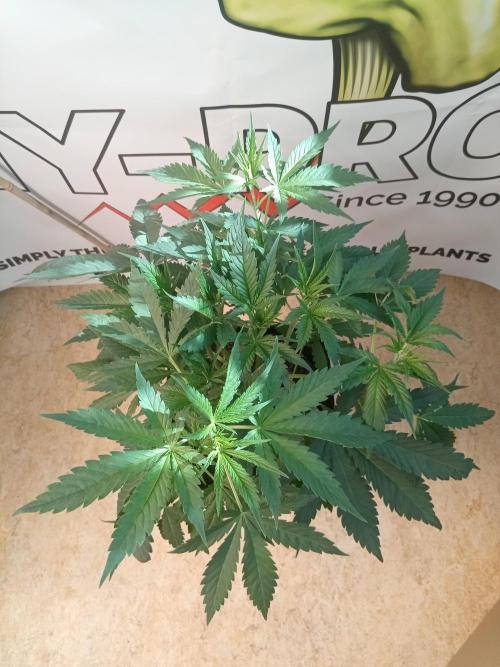 Sweet City Seeds. Week 4 - 28.