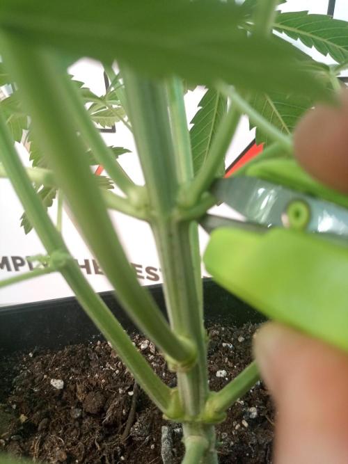 Sweet City Seeds. Week 4 - 28.