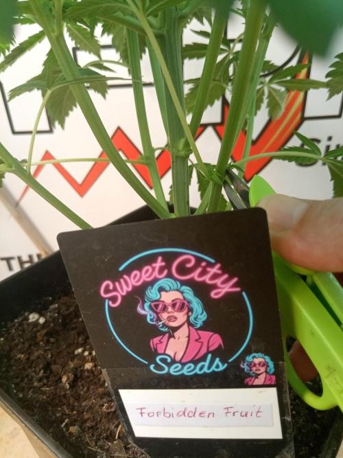 Sweet City Seeds. Week 4 - 28.
